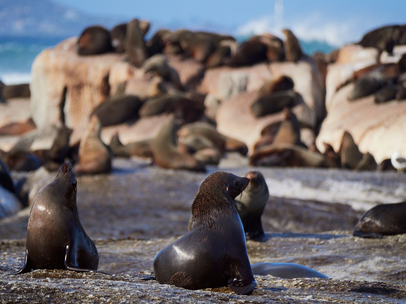 Cape fur seals covering the rocks of Duiker Island, several of them upright in the foreground.