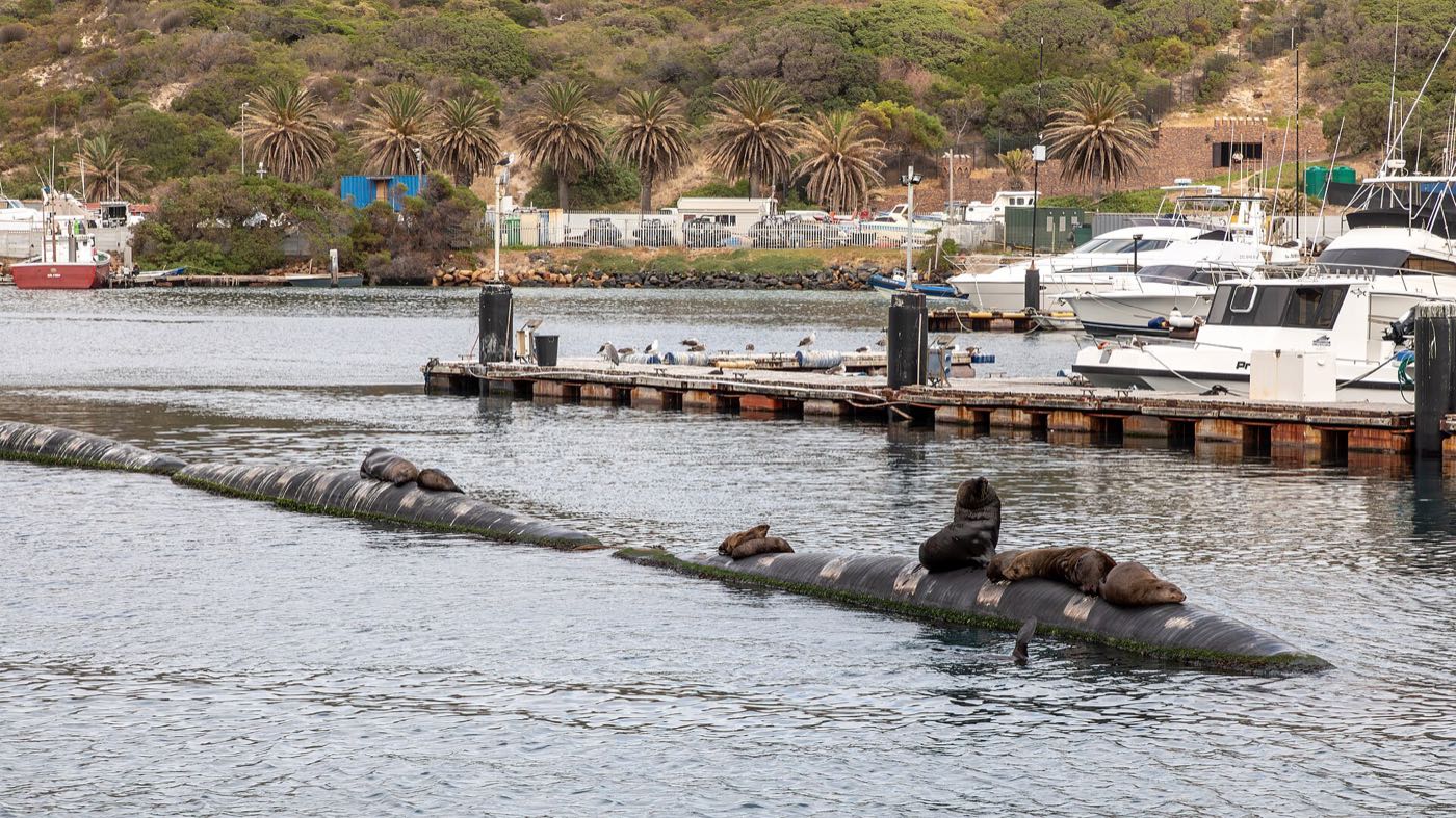 Cape fur seals hauled out on a pipeline in Hout Bay harbour, with fishing boats and the quay behind them.